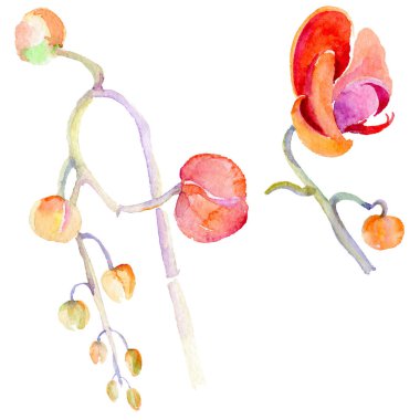 Kır çiçeği orkide çiçek izole bir suluboya tarzında.