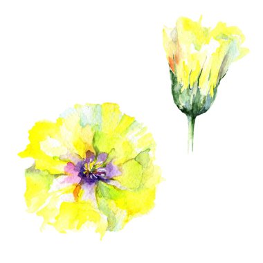 Kır çiçeği eustama çiçek izole bir suluboya tarzında.