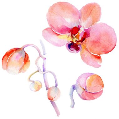 Kır çiçeği orkide çiçek izole bir suluboya tarzında.