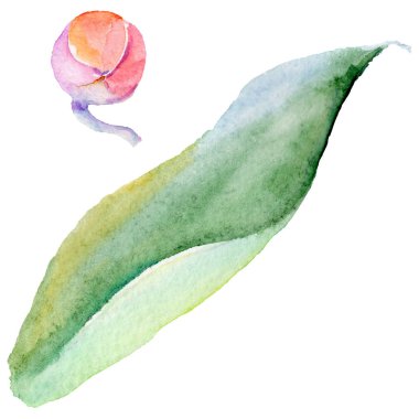 Kır çiçeği orkide yaprak çiçek izole bir suluboya tarzında.