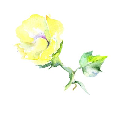 Kır çiçeği eustama çiçek izole bir suluboya tarzında.