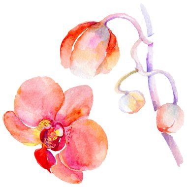 Kır çiçeği orkide çiçek izole bir suluboya tarzında.