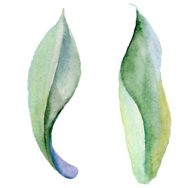 Kır çiçeği orkide yaprak çiçek izole bir suluboya tarzında.