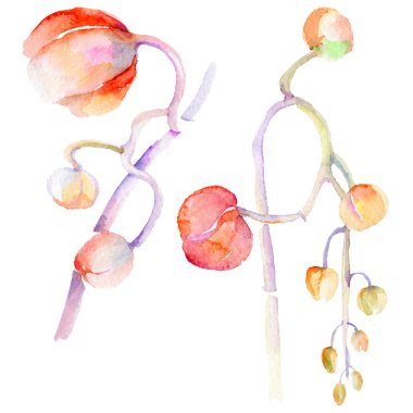 Kır çiçeği orkide çiçek izole bir suluboya tarzında.