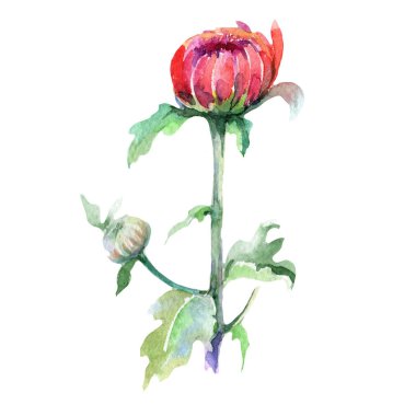 Kır çiçeği aster çiçek izole bir suluboya tarzında.