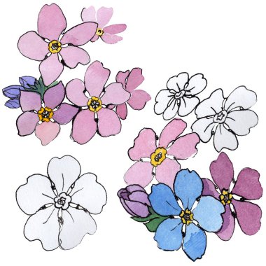 Kır çiçeği unutma çiçek izole bir suluboya tarzında.