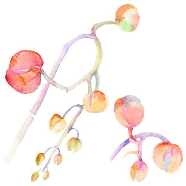 Kır çiçeği orkide çiçek izole bir suluboya tarzında.