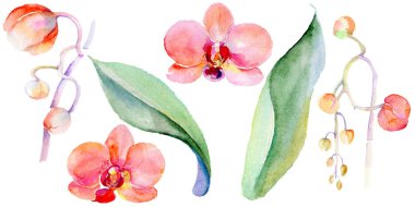 Kır çiçeği orkide çiçek izole bir suluboya tarzında.