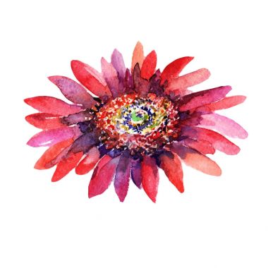 Kır çiçeği aster çiçek izole bir suluboya tarzında.