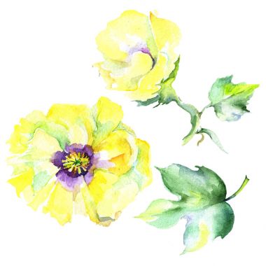 Kır çiçeği eustama çiçek izole bir suluboya tarzında.