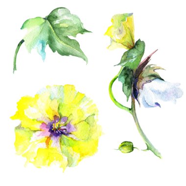 Kır çiçeği eustama çiçek izole bir suluboya tarzında.