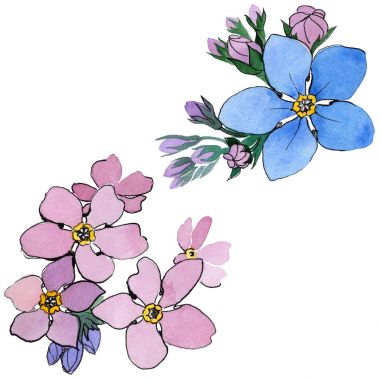 Kır çiçeği unutma çiçek izole bir suluboya tarzında.