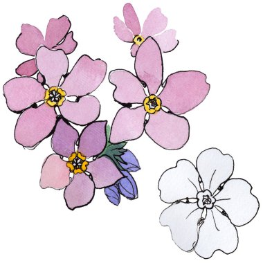 Kır çiçeği unutma çiçek izole bir suluboya tarzında.