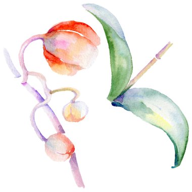 Kır çiçeği orkide çiçek izole bir suluboya tarzında.