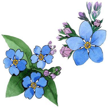 Kır çiçeği unutma çiçek izole bir suluboya tarzında.