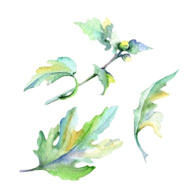 Kır çiçeği aster çiçek izole bir suluboya tarzında.