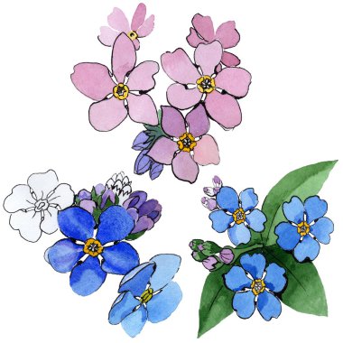 Kır çiçeği unutma çiçek izole bir suluboya tarzında.