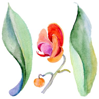 Kır çiçeği orkide çiçek izole bir suluboya tarzında.