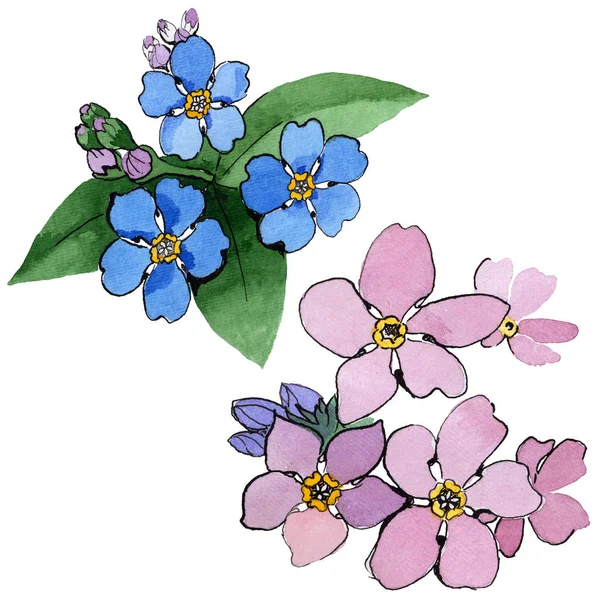 Kır çiçeği unutma çiçek izole bir suluboya tarzında.