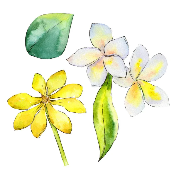 Wildflower gardenia flower in a watercolor style isolated.