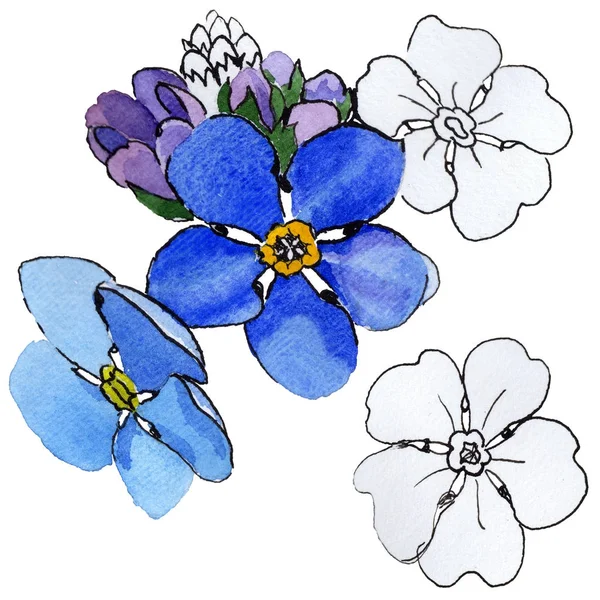 Kwiat forget-me-not Wildflower w stylu przypominającym akwarele na białym tle. — Zdjęcie stockowe