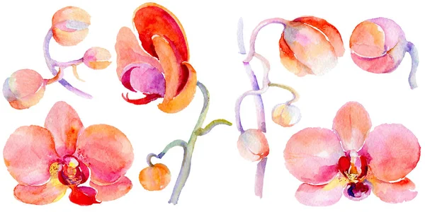 Wildflower orchid flower in a watercolor style isolated. — Stock Photo, Image