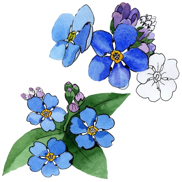 Wildflower forget-me-not flower in a watercolor style isolated.