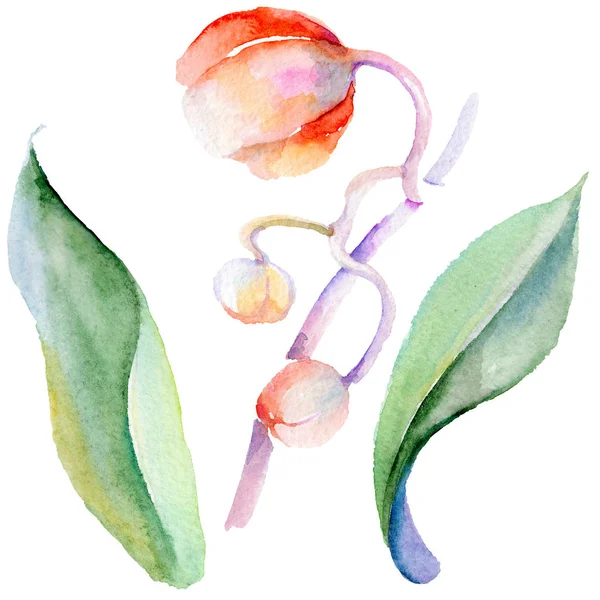 Kır çiçeği orkide çiçek izole bir suluboya tarzında.