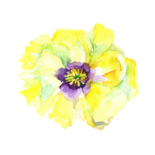 Flor eustama Wildflower em um estilo aquarela isolado . — Fotografia de Stock