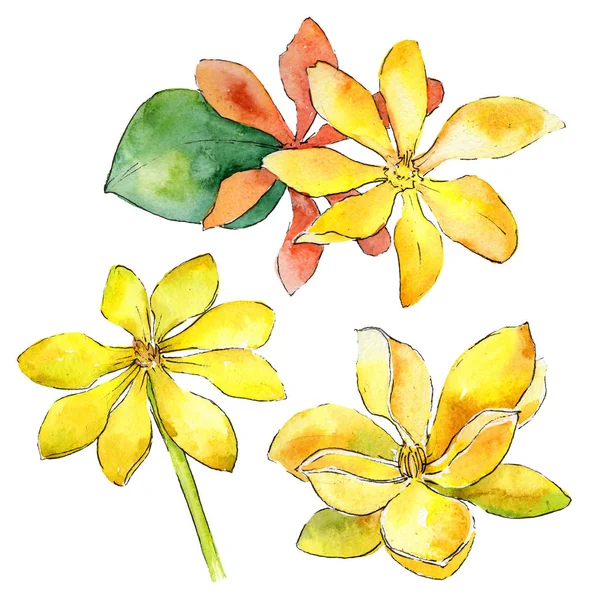 Wildflower gardenia flower in a watercolor style isolated.
