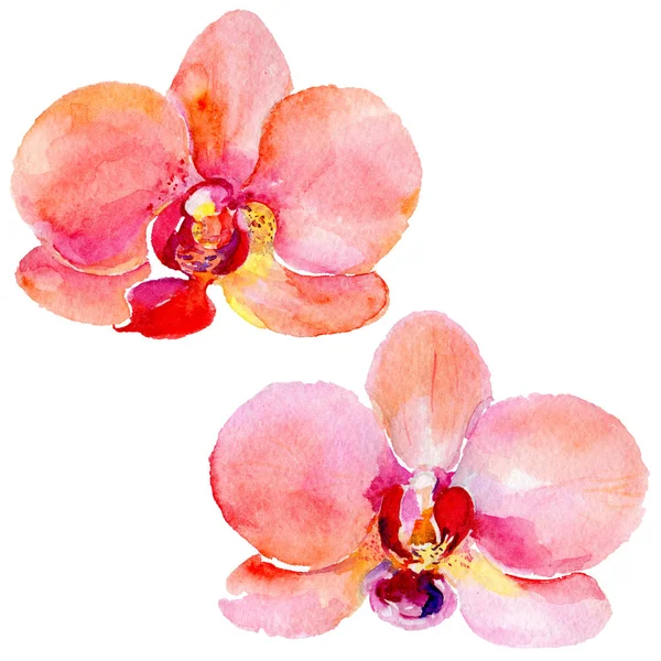 Kır çiçeği orkide çiçek izole bir suluboya tarzında.