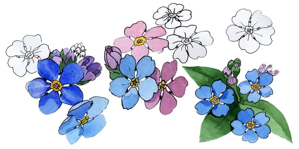 Kır çiçeği unutma çiçek izole bir suluboya tarzında.