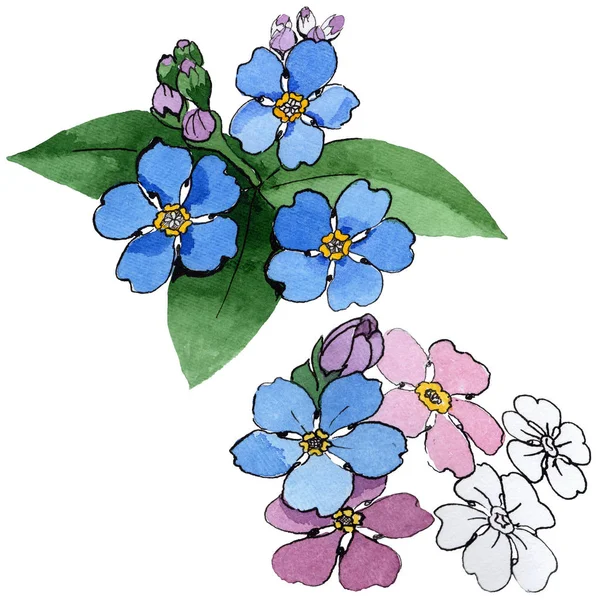 Kwiat forget-me-not Wildflower w stylu przypominającym akwarele na białym tle. — Zdjęcie stockowe