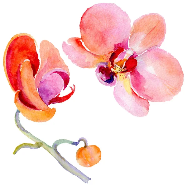 Wildflower orchid flower in a watercolor style isolated. — Stock Photo, Image