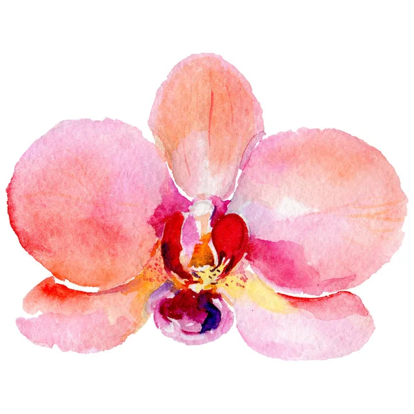 Wildblume Orchidee Blume in einem Aquarell-Stil isoliert. — Stockfoto