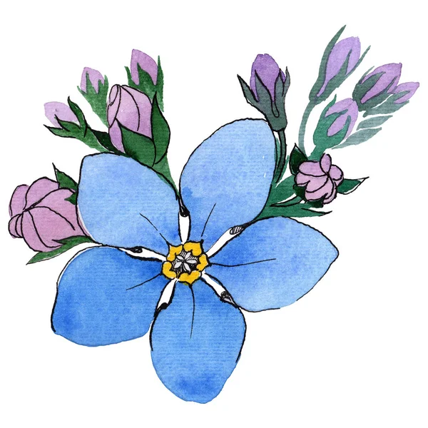 Wildflower forget-me-not flower in a watercolor style isolated.