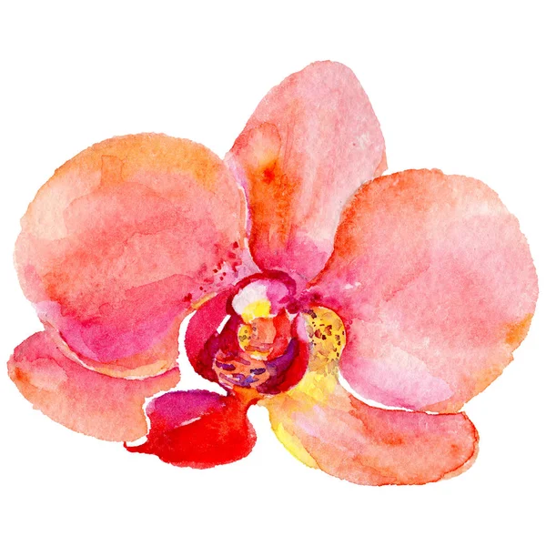 Kır çiçeği orkide çiçek izole bir suluboya tarzında.