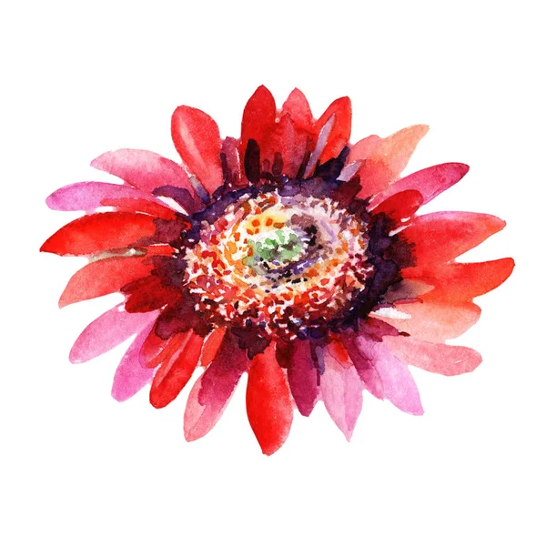Kır çiçeği aster çiçek izole bir suluboya tarzında.
