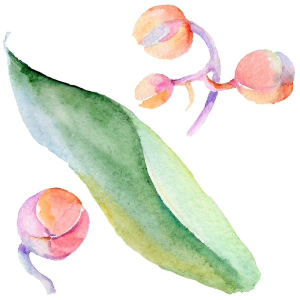 Kır çiçeği orkide çiçek izole bir suluboya tarzında.