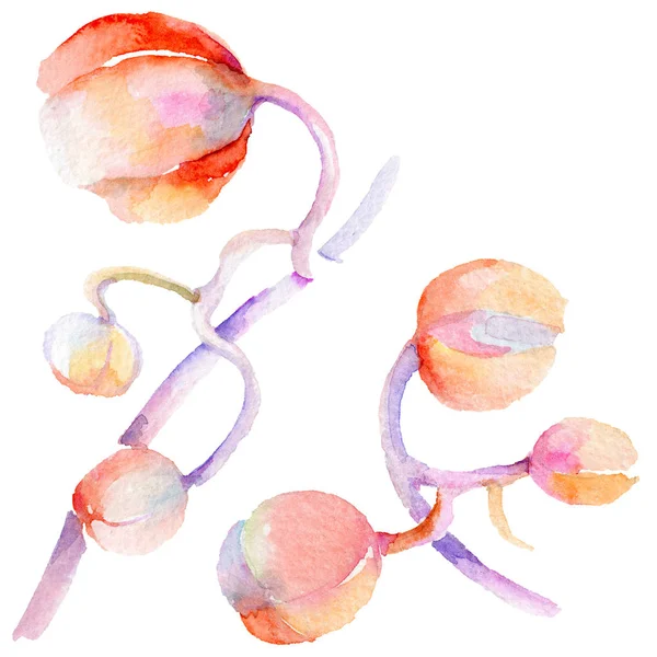 Kır çiçeği orkide çiçek izole bir suluboya tarzında.