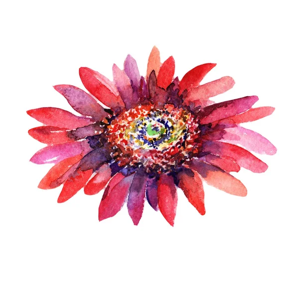 Kır çiçeği aster çiçek izole bir suluboya tarzında.