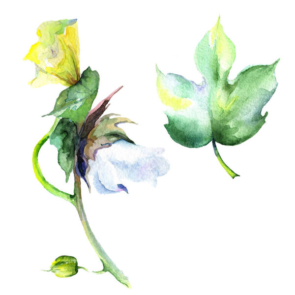 Wildflower eustama flower in a watercolor style isolated.