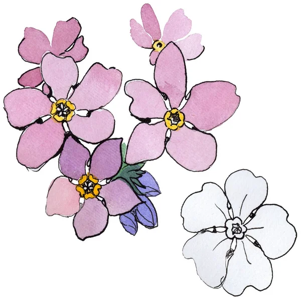 Kır çiçeği unutma çiçek izole bir suluboya tarzında.