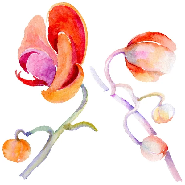 Kır çiçeği orkide çiçek izole bir suluboya tarzında.