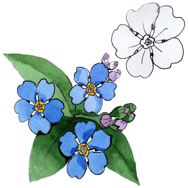 Kwiat forget-me-not Wildflower w stylu przypominającym akwarele na białym tle. — Zdjęcie stockowe