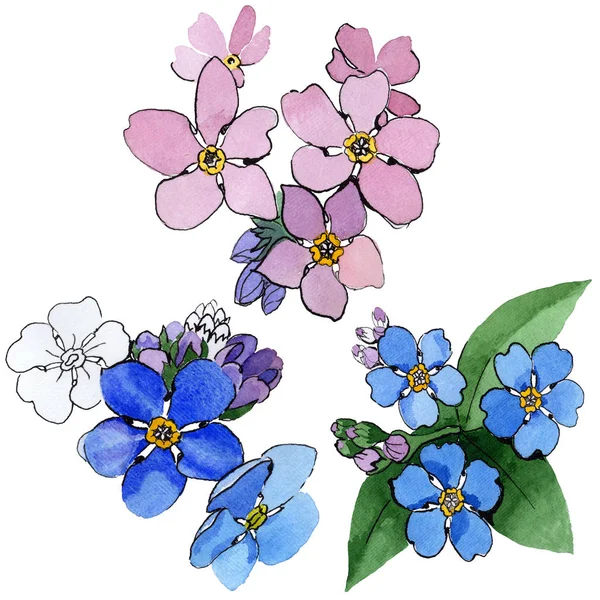 Kır çiçeği unutma çiçek izole bir suluboya tarzında.