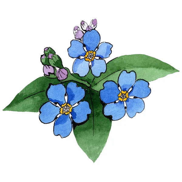 Kır çiçeği unutma çiçek izole bir suluboya tarzında.