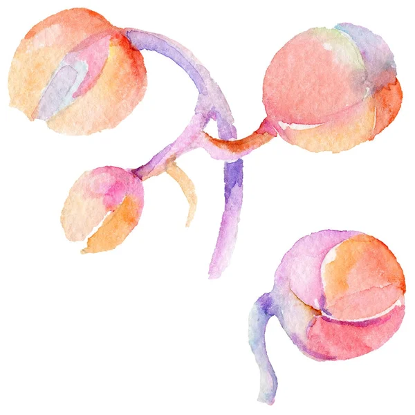 Kır çiçeği orkide çiçek izole bir suluboya tarzında.