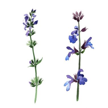 Kır çiçeği lavanta çiçek izole bir suluboya tarzında.