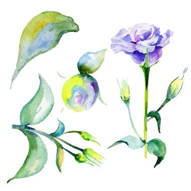 Kır çiçeği eustoma çiçek izole bir suluboya tarzında.